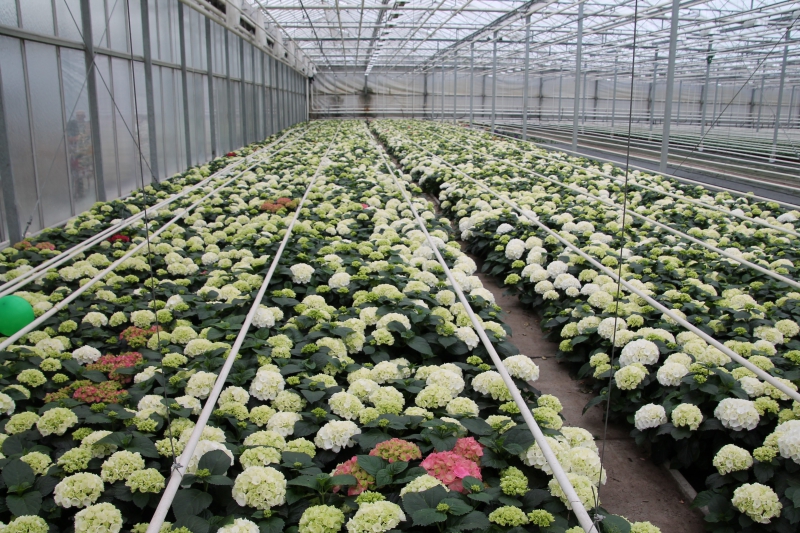 pepiniere-BELGENTIER-min_nursery-hydrangea-white-flowers-greenhouse-flower-1609210-pxhere.com