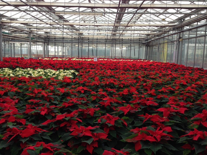 pepiniere-BELGENTIER-min_poinsettia-210023